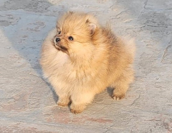 Buy toy pomeranian puppies in goa
