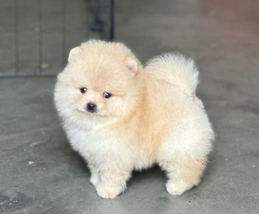 Buy toy pomeranian puppies in goa