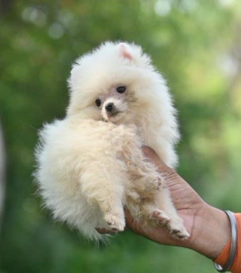 Toy Pomeranian dog price in Hyderabad