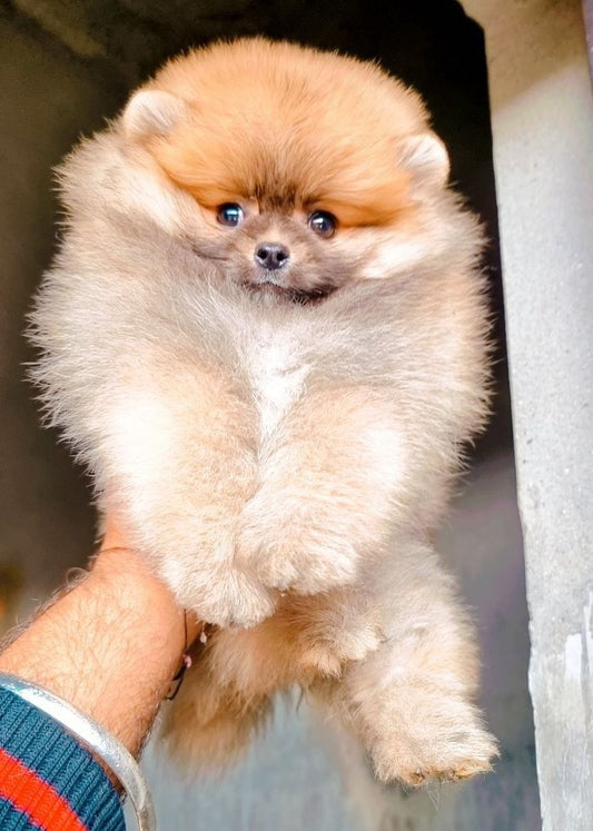 Toy Pomeranian puppies for sale online in Chennai