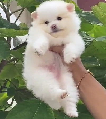 Toy pomeranian dog breeder in mumbai