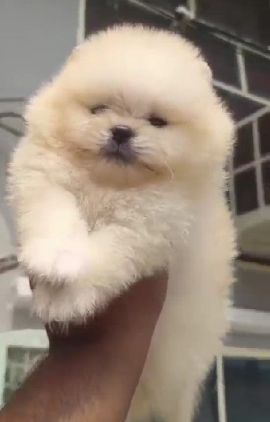 toy pomeranian puppy price in mumbai