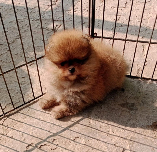 toy pomeranian price in pune