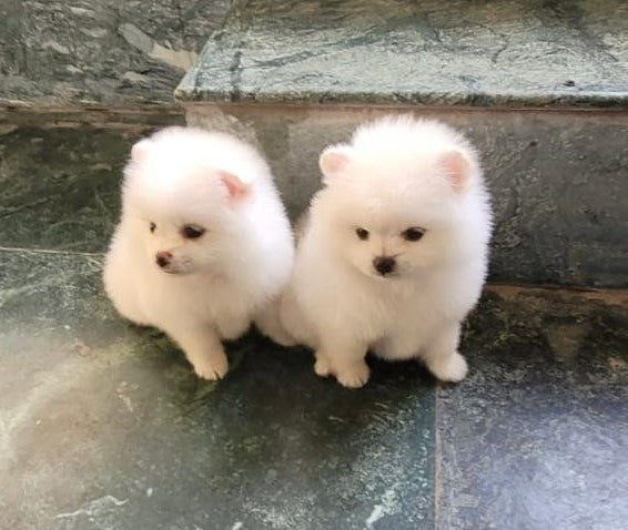 toy pom puppy price in pune