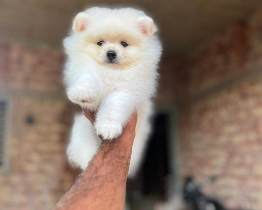 toy pom puppies for sale online in pune