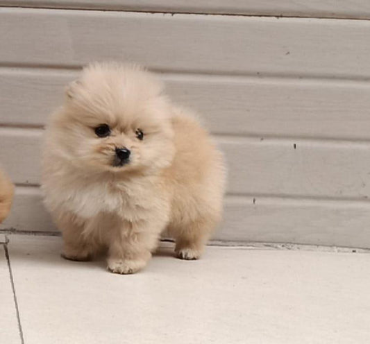 buy toy pomeranian puppies from pune