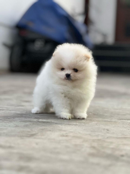 Toy Pom Breed Puppies Available For Sale At Narol - Ahmedabad