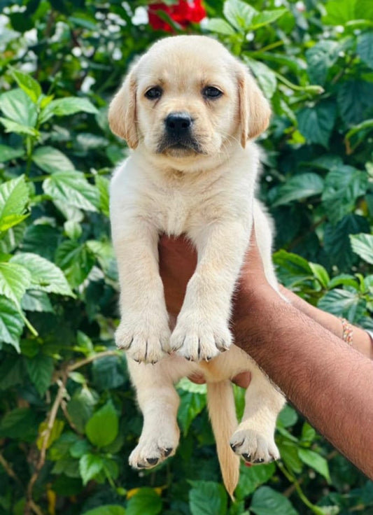 Labrador retriever dog price in goa
