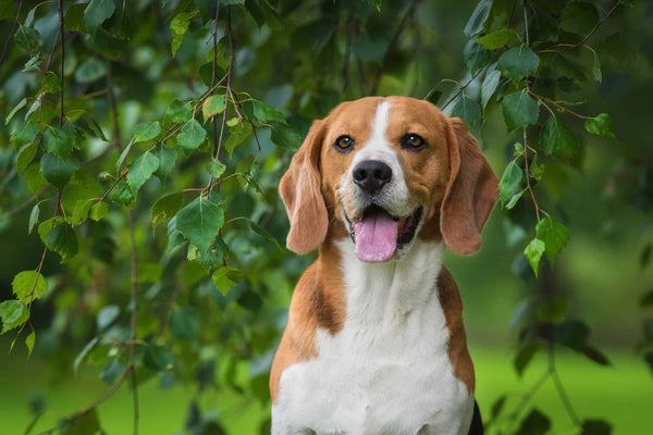 Beagle Price In India in India
