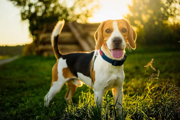 Beagle In Goa in Goa