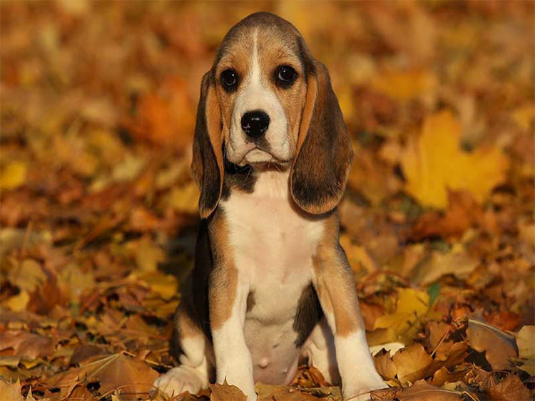 Beagle Price In India