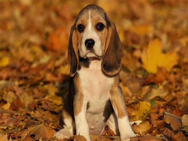 Beagle In Chennai in Chennai