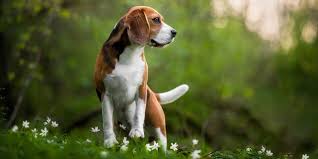 Beagle puppy for sale in pune