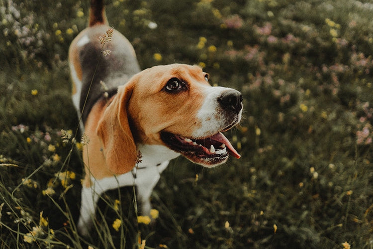Beagle dog breeder in bangalore