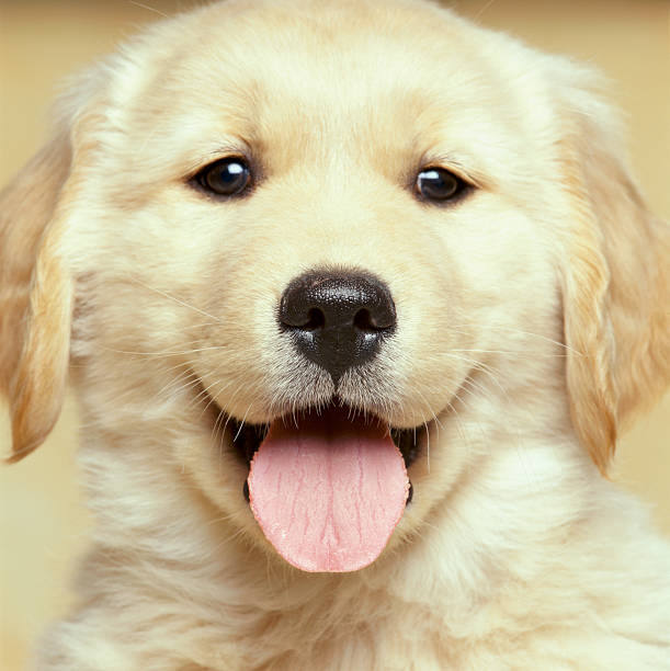 Golden Retriever Price In India