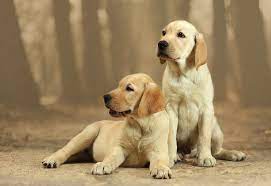 Labrador Retriever In Pune in Pune