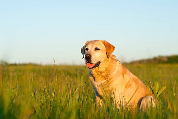 Labrador Retriever In Mumbai in Mumbai