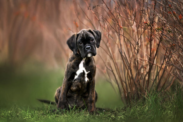 Boxer In Goa in Goa