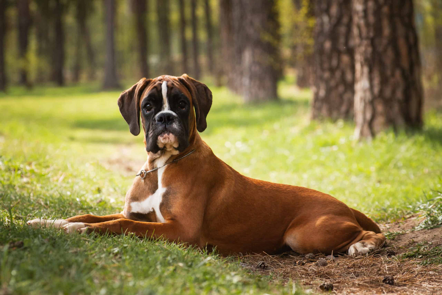boxer dog price in mumbai