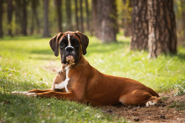 Boxer In Mumbai in Mumbai