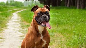 Boxer puppies for sale online in pune