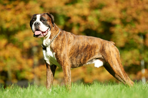 Boxer In Bangalore in Bangalore
