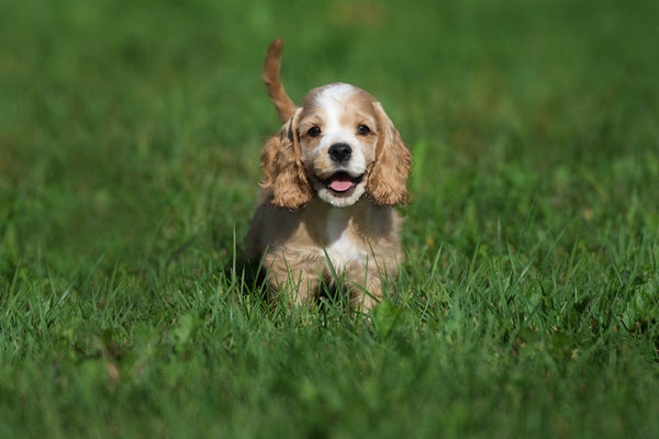 Cocker Spaniel In Goa in Goa