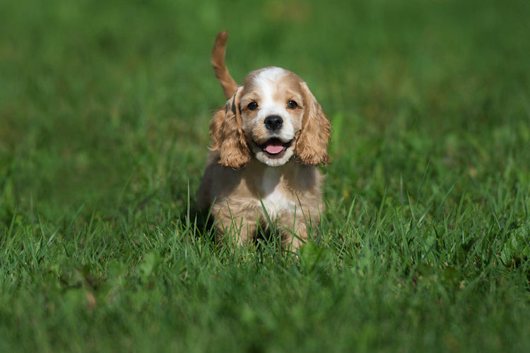 Cocker spaniel dog breeder in kolkata