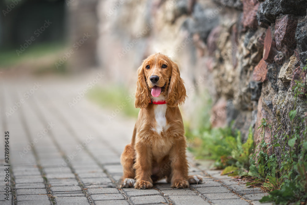 buy cocker spaniel puppy in mumbai