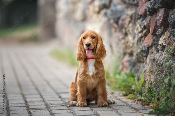 Cocker Spaniel In Mumbai in Mumbai