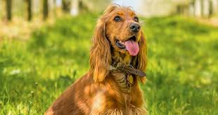 purchase cocker spaniel puppies from pune