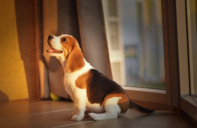 Puppies for sale online in pune
