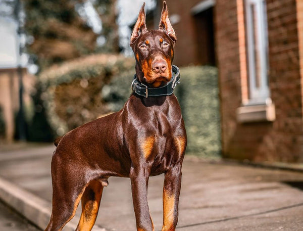 Doberman In Goa in Goa