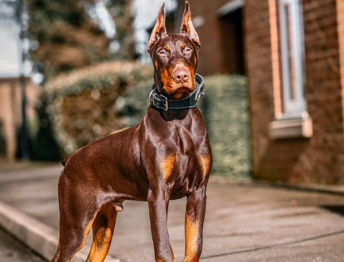 Doberman breeder in hyderabad
