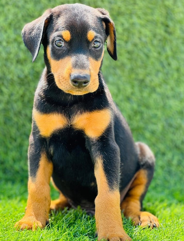 Doberman Price In India