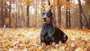 Doberman In Mumbai in Mumbai