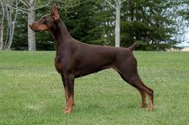 Doberman dog price in pune