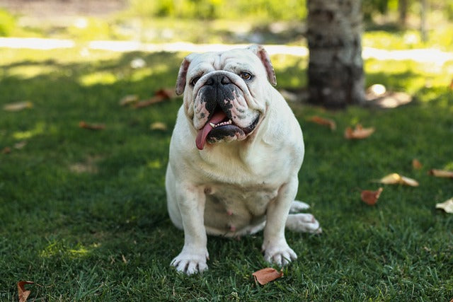 English bulldog breeder in jaipur