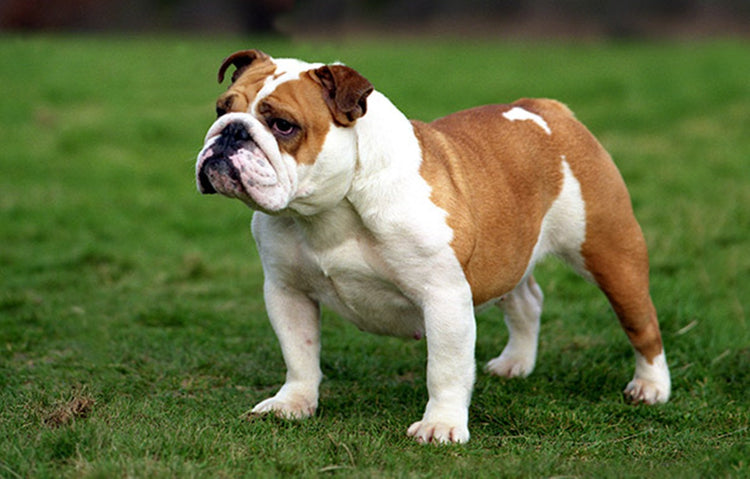 English Bulldog breeder in hyderabad