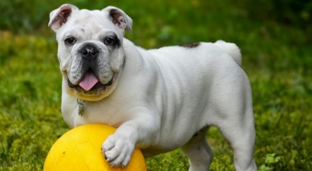 English bulldog price in mumbai