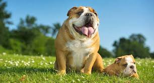 English Bulldog In Pune in Pune
