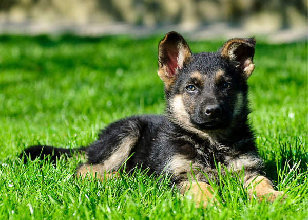 German Shepherd Price In India in India