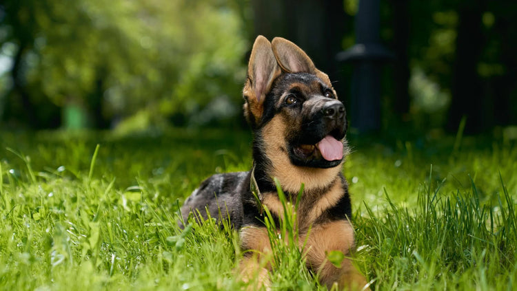 German Shepherd breeder in hyderabad