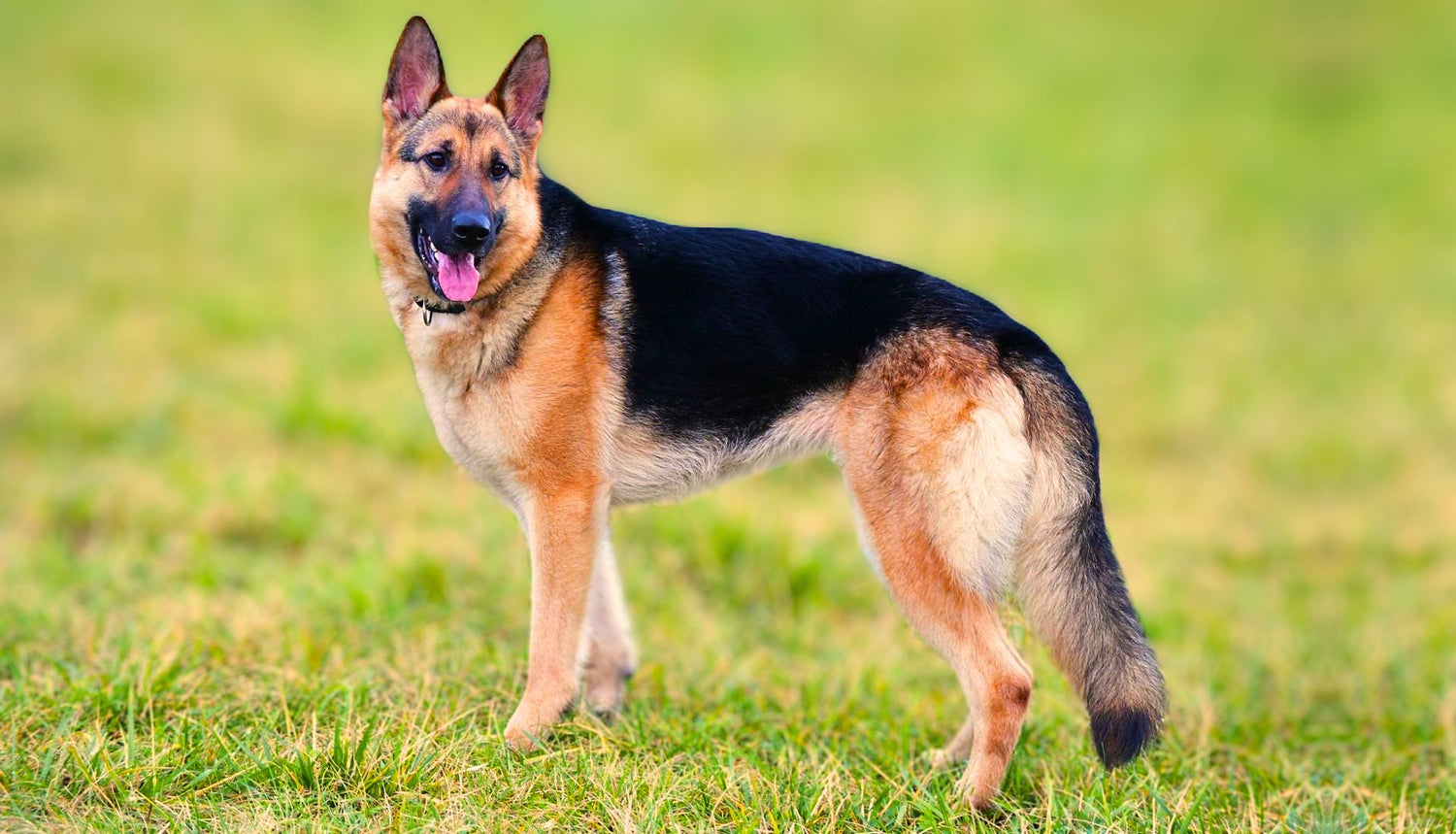 German shepherd puppy price in mumbai