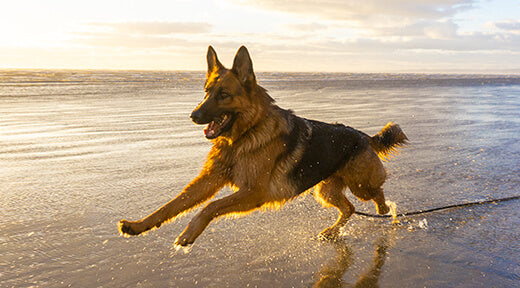German shepherd dog price in pune
