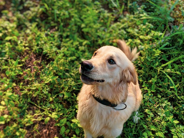 Golden retriever puppies price in pune