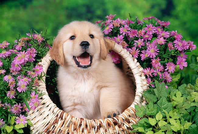 Golden Retriever breeder in Vizag