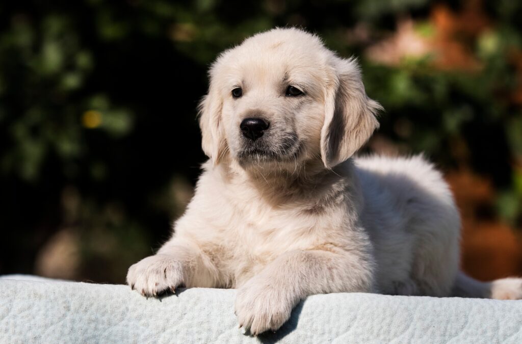 Golden retriever breeder in hyderabad