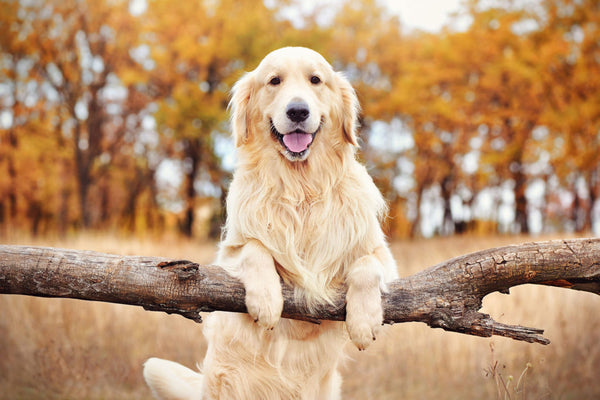 Golden Retriever In Mumbai in Mumbai