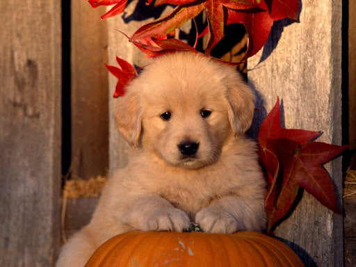 Golden Retriever Price In India in India